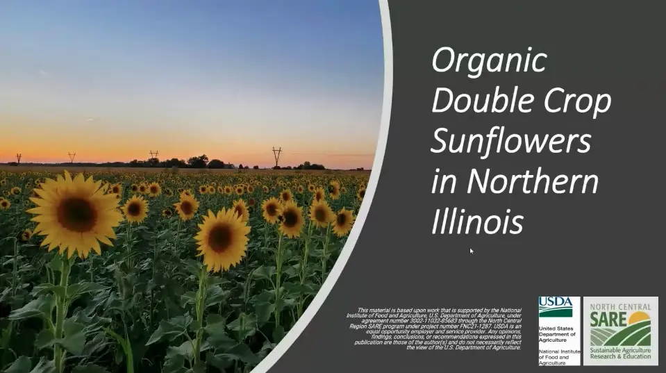 Sunflowers Sare Research Project