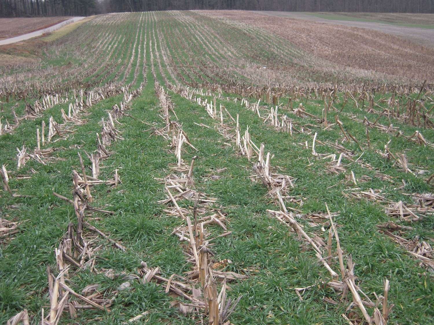 Midwest Cover Crops Council’s Annual Meeting