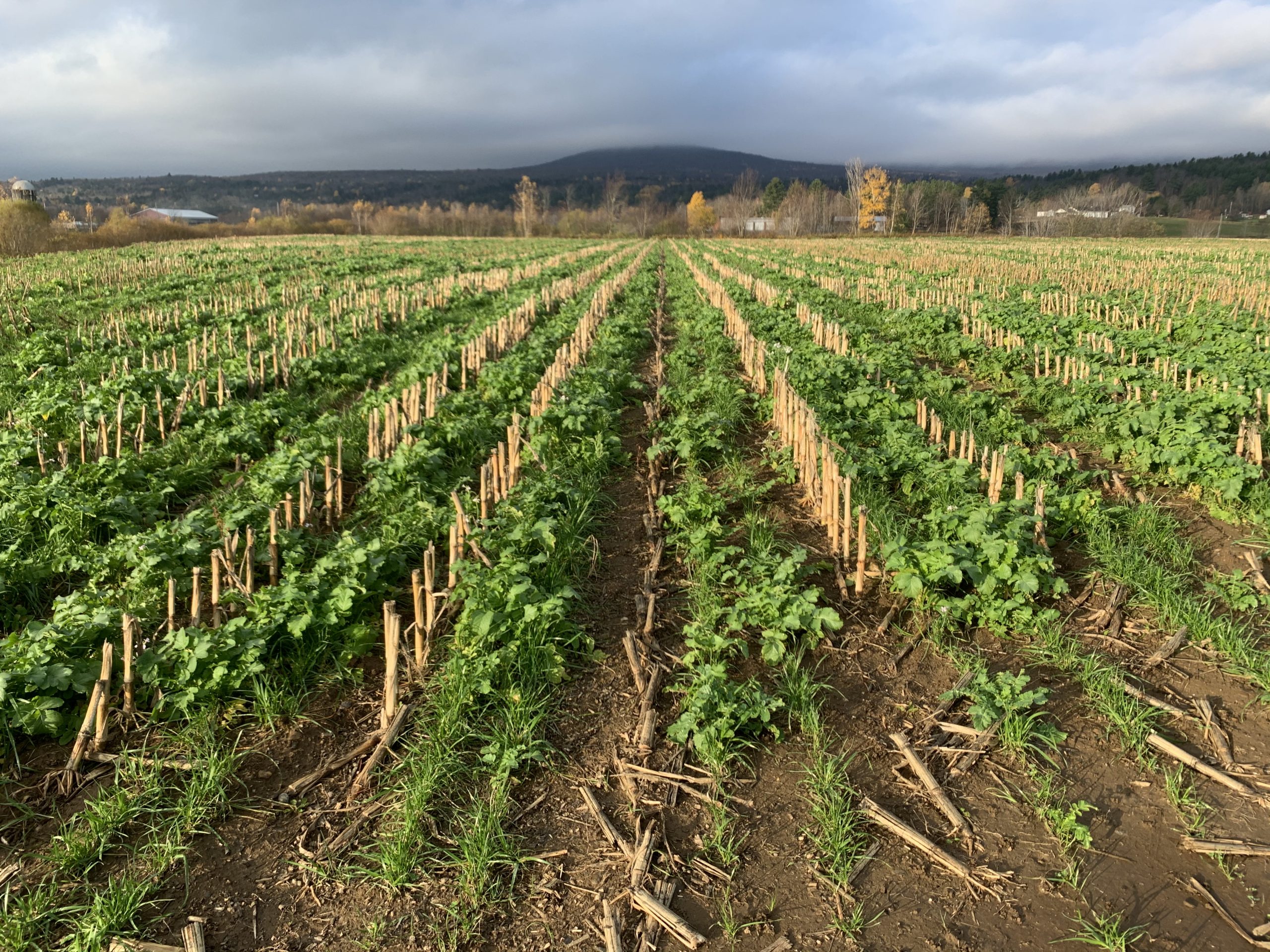 Interseeding Cover Crops